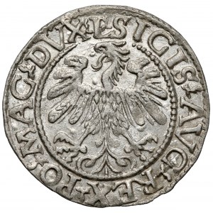 Zikmund II August, půlpenny Vilnius 1559