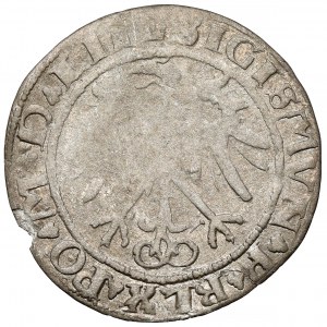 Sigismund I. der Alte, Wilnaer Pfennig 1536 - Brief F - Februar