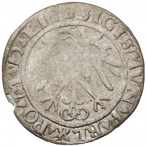 Žigmund I. Starý, Vilniuský groš 1536 - list F - február