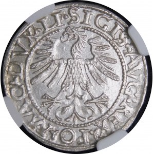 Sigismund II. Augustus, Halbgrosse 1562, Vilnius - 18 Pogoń, LI/LITV