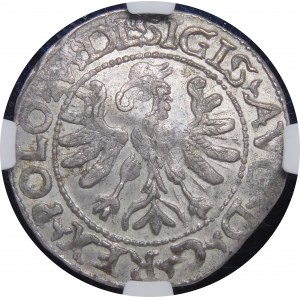 Sigismund II Augustus, Half-penny 1566 Tykocin - 23 Pogoń, Jastrzębiec, L/LIT - rare