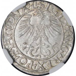 Sigismund II Augustus, Halbpfennig 1561, Vilnius - 14 Adler, L/LITVA - schön