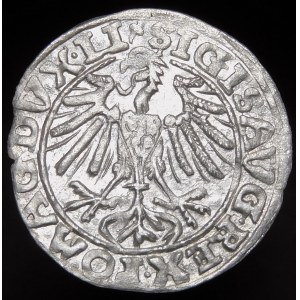 Zygmunt II August, Półgrosz 1557, Wilno - trójlistek - Behm
