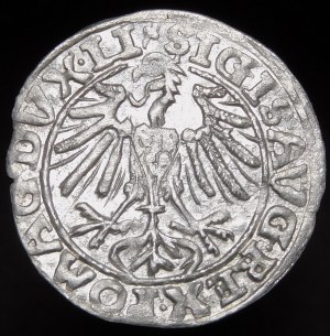 Zygmunt II August, Półgrosz 1557, Wilno - trójlistek - Behm