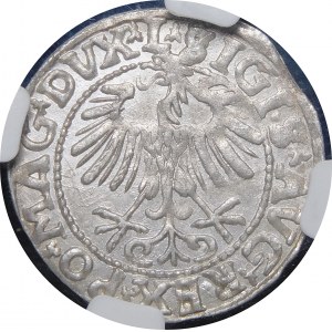 Sigismund II. Augustus, Halbergroschen 1557, Wilna - L/LITVA
