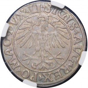 Zygmunt II August, Półgrosz 1551, Wilno - LI/LITVA - rzadszy