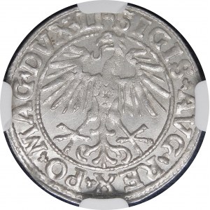 Sigismund II Augustus, Halbpfennig 1550, Wilna - LI/LITVA - schön