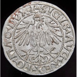 Sigismund II Augustus, Half-penny 1549, Vilnius - 10 Pogon, L/LITVA - rarer