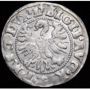 Zygmunt II August, Półgrosz 1546, Wilno - starszy typ Orła - błąd MGNI - b. rzadki i piękny