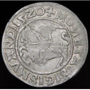 Zygmunt I Stary, Półgrosz 1520, Wilno - błąd SIGISMVANDI - trzykropek - rzadki