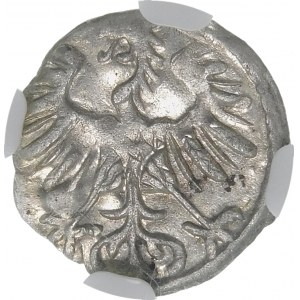 Sigismund II Augustus, Denar 1554, Vilnius - selten und schön