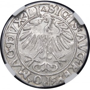 Sigismund II Augustus, Half-penny 1556, Vilnius - LI/LITVA