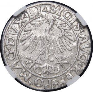 Sigismund II. Augustus, Halbergroschen 1556, Wilna - LI/LITVA