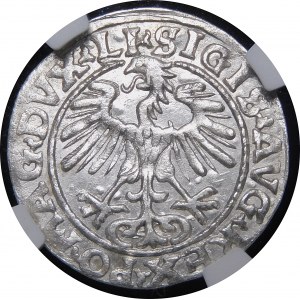 Sigismund II Augustus, halber Pfennig 1554, Vilnius - LI/LITVA - schön und sehr selten