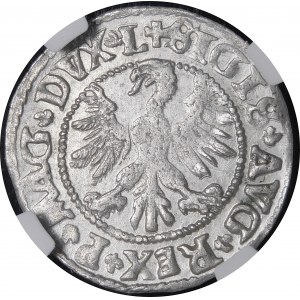 Sigismund II Augustus, Halbpfennig 1546, Vilnius - älterer Adlertyp - L/LITV