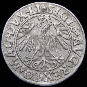 Zygmunt II August, Półgrosz 1546, Wilno - nowszy typ Orła - LI/LITVA