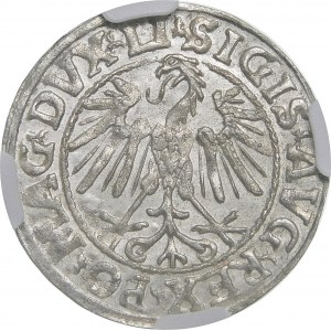 Sigismund II Augustus, Halbpfennig 1547, Vilnius - älterer Typ Pogon - LI/LITVA - selten und schön