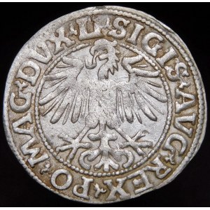 Sigismund II. Augustus, Halbergroschen 1549, Wilna - 10 Pogoń, LI/LITVA