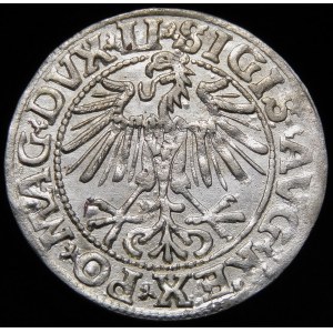 Sigismund II Augustus, Half-penny 1549, Vilnius - 9 Pogon, LI/LITVA