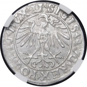 Sigismund II Augustus, Halbpfennig 1551, Wilna - LI/LITVA - seltener