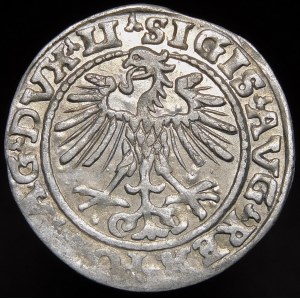 Sigismund II Augustus, Half-penny 1552, Vilnius - LI/LITVA - punched MAG/NNI - very rare.