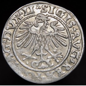 Sigismund II Augustus, halber Pfennig 1552, Vilnius - LI/LITVA - gestempelt MAG/NNI - sehr selten