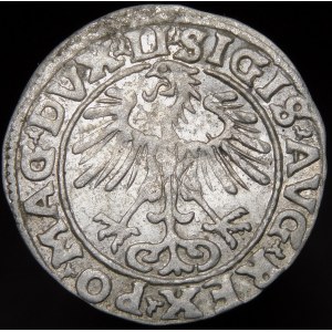 Sigismund II Augustus, Half-penny 1555, Vilnius - LI/LITVA