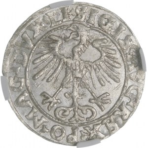 Sigismund II Augustus, halber Pfennig 1556, Vilnius - LI/LITVA - MANI Fehler - sehr selten