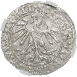 Sigismund II Augustus, Halbpfennig 1557, Wilna - Drillinge - Behm