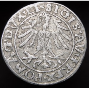 Sigismund II Augustus, Half-penny 1557, Vilnius - tri-leaves - Behm - undescribed