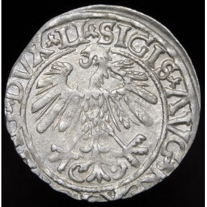Sigismund II Augustus, Halbpfennig 1558, Vilnius - LI/LITVA - A ohne Querbalken - selten