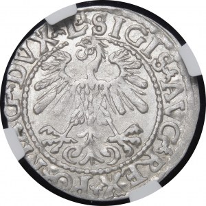 Sigismund II. Augustus, Halbergroschen 1559, Wilna - L/LITVA