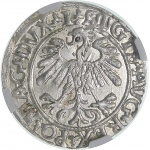 Sigismund II Augustus, Halbpfennig 1559, Wilna - L/LITVA - schön