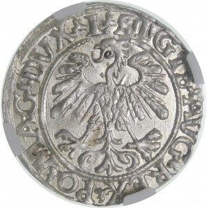 Sigismund II Augustus, Half-penny 1559, Vilnius - L/LITVA - beautiful