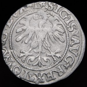Zygmunt II August, Półgrosz 1560, Wilno - DVX L/LITVA - rozeta - rzadki