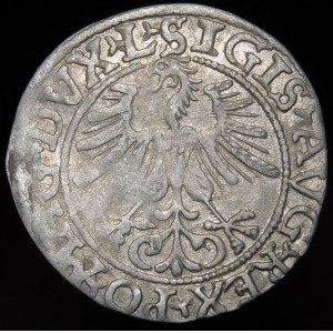 Sigismund II Augustus, Halbpfennig 1561, Wilna - 14 Adler, L/LITV