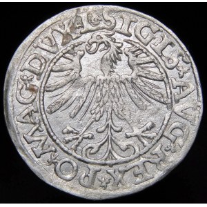 Sigismund II Augustus, Half-penny 1563, Vilnius - 18 Pogon, Axe, DVX L/LITV
