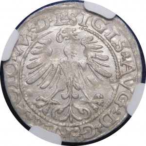 Sigismund II Augustus, Half-penny 1565 Vilnius - without Axe, L/LITVA - very rare
