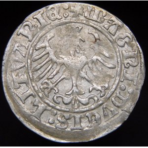 Sigismund I. der Alte, Halbpfennig 1509, Wilna - Herold ohne Scheide - Doppelpunkt