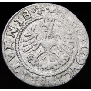 Sigismund I. der Alte, Halbpfennig 1527, Vilnius - Datumsfehler I5Λ - sehr selten