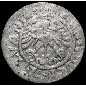 Sigismund I. der Alte, halber Pfennig 1519, Vilnius - 6 Federn - gestempelt - sehr selten