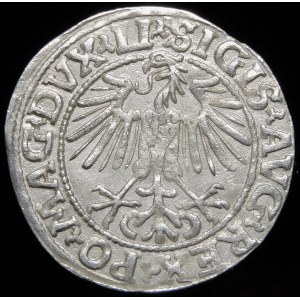 Sigismund II Augustus, Halbpfennig 1548, Wilna - Arabisch 1, LI/LITVA