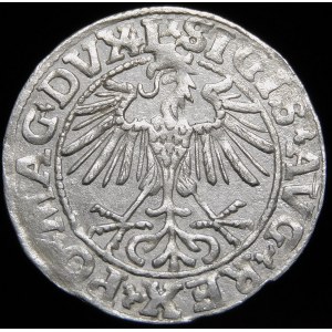 Sigismund II Augustus, Halbpfennig 1550, Wilna - L/LITVA - selten