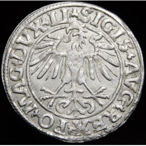 Zygmunt II August, Półgrosz 1550, Wilno - LI/LITVA - piękny