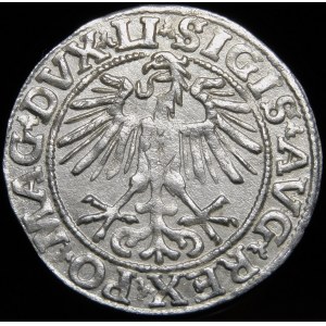 Zygmunt II August, Półgrosz 1551, Wilno - LI/LITVA - rzadszy i piękny