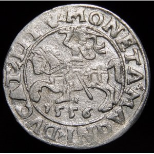 Sigismund II Augustus, halber Pfennig 1556, Vilnius - LI/LITV - DVCA/TT Stempel - sehr selten