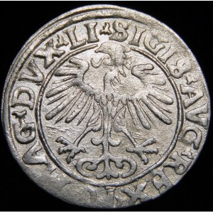 Zygmunt II August, Półgrosz 1556, Wilno - LI/LITV - przebitka DVCA/TT - b. rzadki
