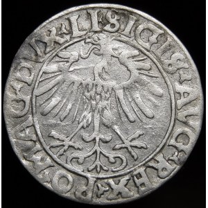 Zygmunt II August, Półgrosz 1556, Wilno - LI/LITV