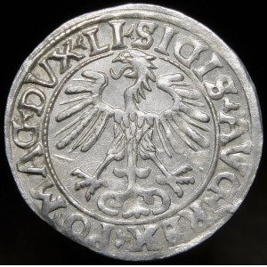 Sigismund II Augustus, halber Pfennig 1556, Vilnius - LI/LITVA - schön