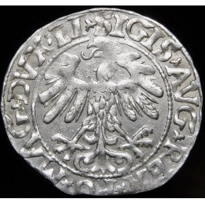 Zygmunt II August, Półgrosz 1558, Wilno - LI/LITVA